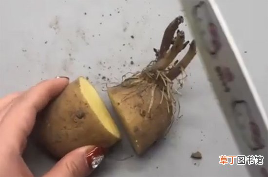发芽的土豆能吃吗