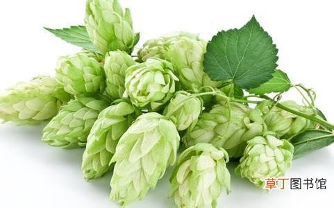 啤酒花以前叫什么 啤酒花是什么花为什么叫这个名字