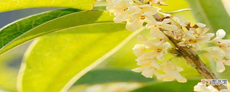 这里的桂花再香也比不上家乡院子里的桂花改为反问句这里的桂花再香也比不上家乡院子里的桂花这句话改为反问句