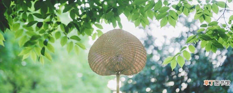 杨万里写的初夏的诗有哪些 杨万里写的初夏的诗有什么