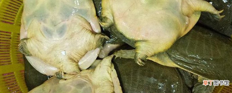 甲鱼怎么保存