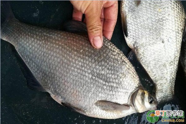 养殖武昌鱼要投资多少钱？