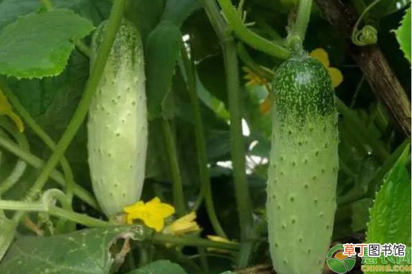 黄瓜肉有苦味怎么解决？
