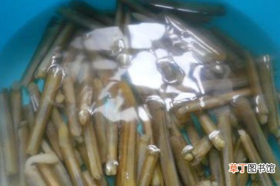 蛏王肉怎么处理干净