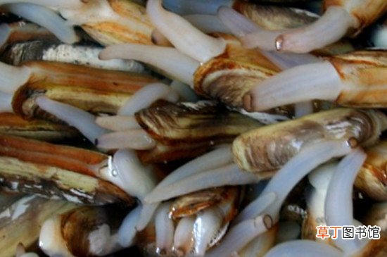 蛏王肉怎么处理干净
