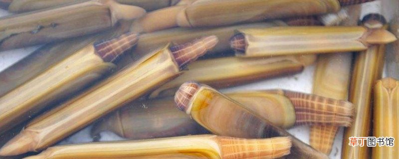 蛏王肉怎么处理干净