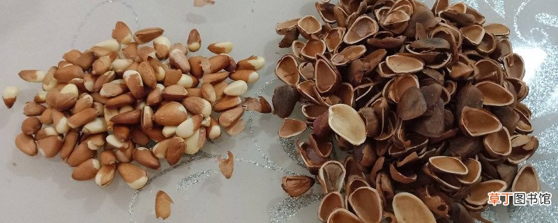 松子壳是什么垃圾