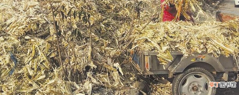 甘蔗渣属于哪类垃圾
