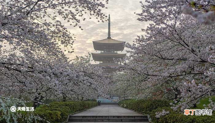 遵义市春季赏花去哪里 推荐遵义市春季赏花好去处