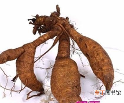 葛根的8大食用禁忌 长期服用葛根的危害有哪些