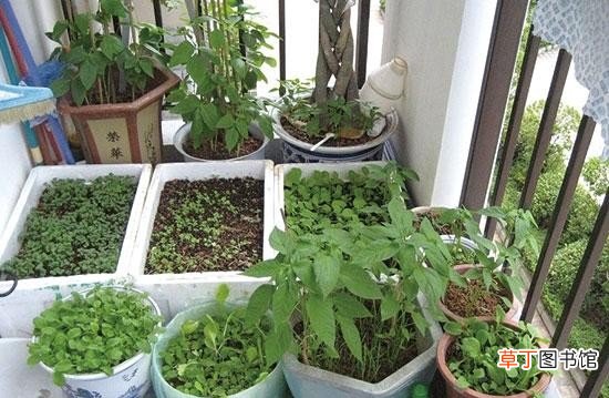 泡沫箱种出“致癌菜”是不是真的 泡沫箱种菜有毒吗