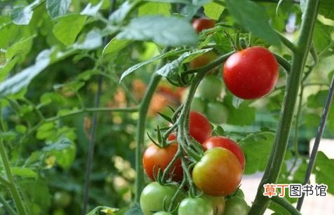 泡沫箱种出“致癌菜”是不是真的 泡沫箱种菜有毒吗