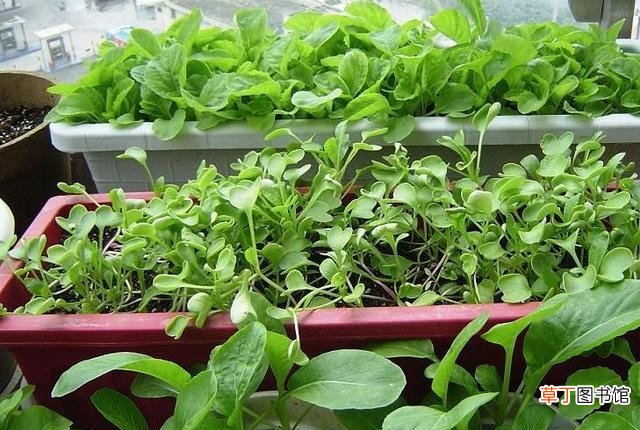 泡沫箱种出“致癌菜”是不是真的 泡沫箱种菜有毒吗