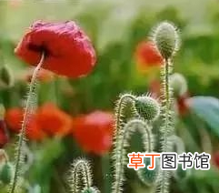 鸦片是什么(鸦片图片）