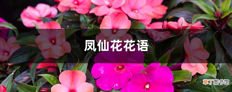 凤仙花花语，花期多长
