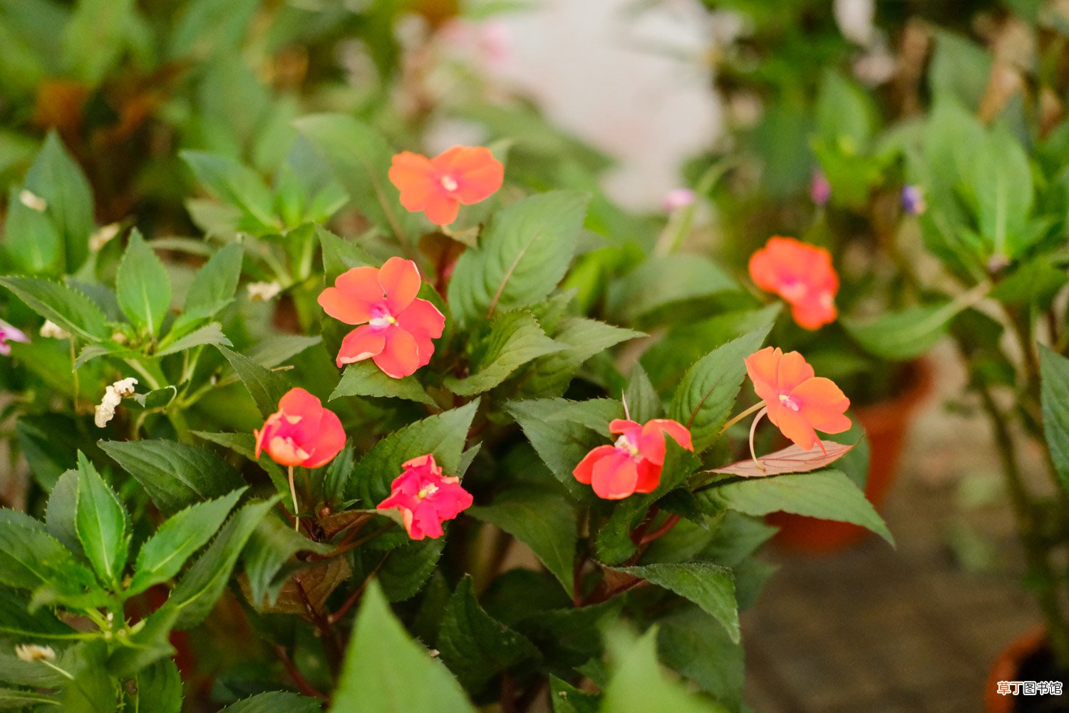 凤仙花花语，花期多长