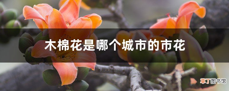 木棉花是哪个城市的市花，是什么时候开的