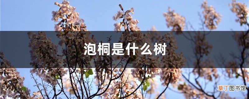泡桐是什么树,是什么科
