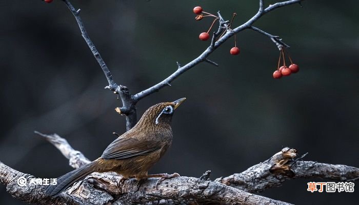 绝句古诗意思 绝句古诗意思全解