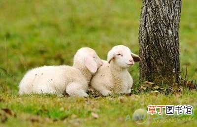79属羊犯太岁化解方法 2021年属羊冲太岁化解方法