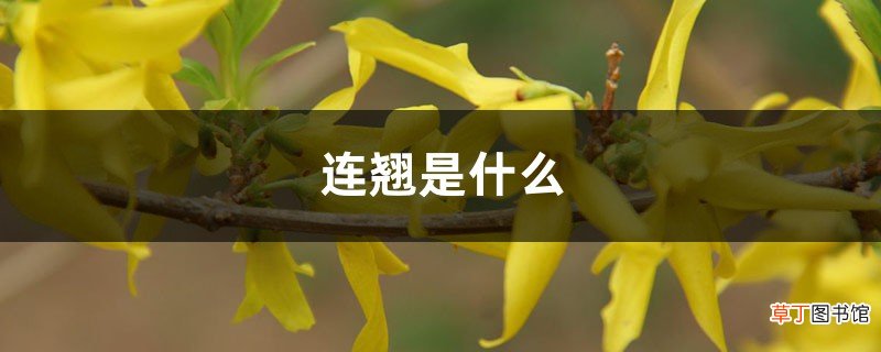 连翘是什么，是热性还是凉性