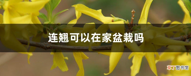 连翘可以在家盆栽吗，用多大的盆