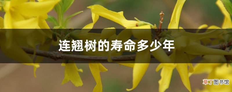 连翘树的寿命多少年，几年开始结果