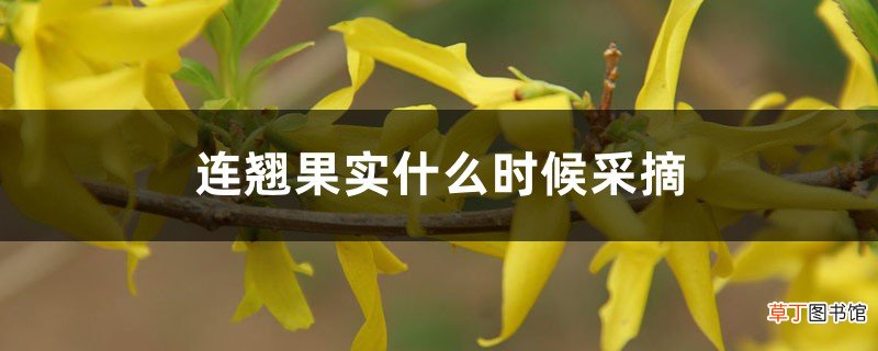 连翘果实什么时候采摘，果实的功效与作用