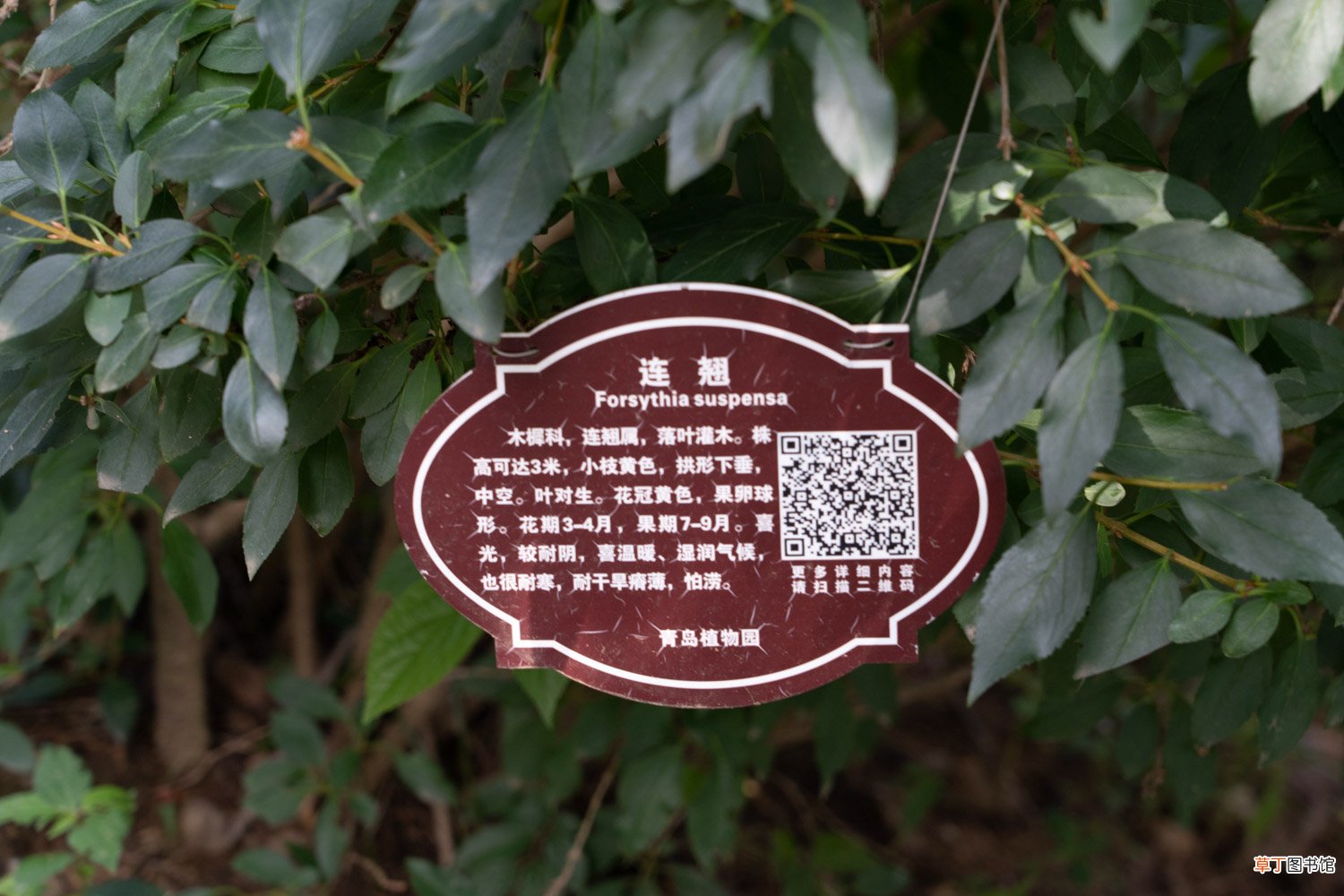 连翘果实什么时候采摘，果实的功效与作用