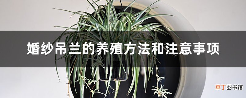 婚纱吊兰的养殖方法和注意事项