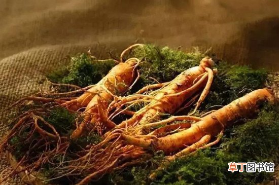 白萝卜不宜与7种食物一起吃
