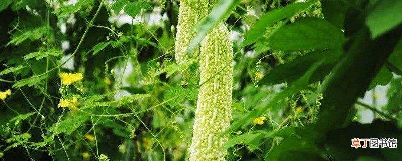 苦瓜有什么功效