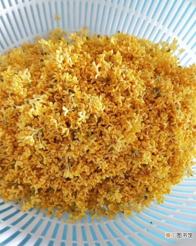 纯手工桂花糖的做法 秘制糖桂花怎么制作