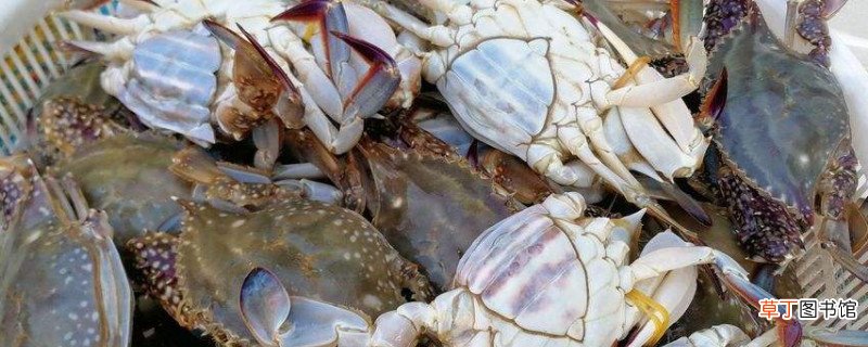 梭子蟹死了能吃吗