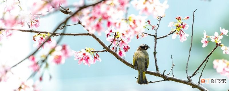 枝间新绿一重重小蕾深藏数点红是什么季节的海棠 枝间新绿一重重是什么花