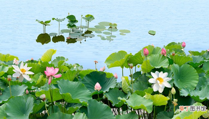 四面荷花三面柳一城山色半城湖全诗 四面荷花三面柳