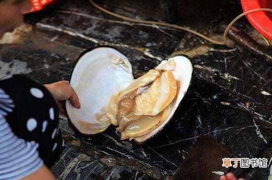 河蚌怎么洗