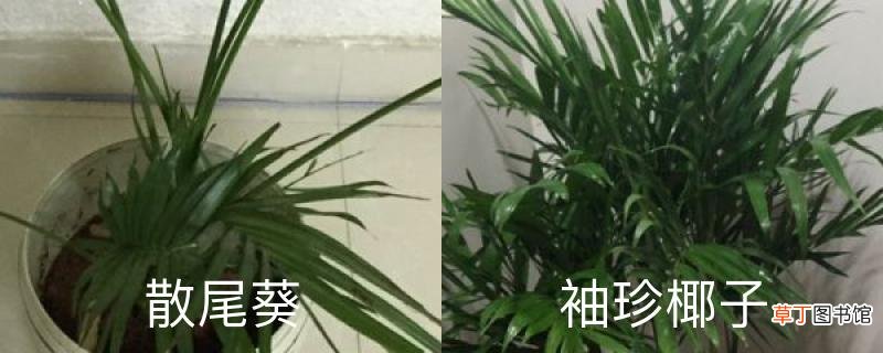 散尾葵和袖珍椰子的区别,哪个好养