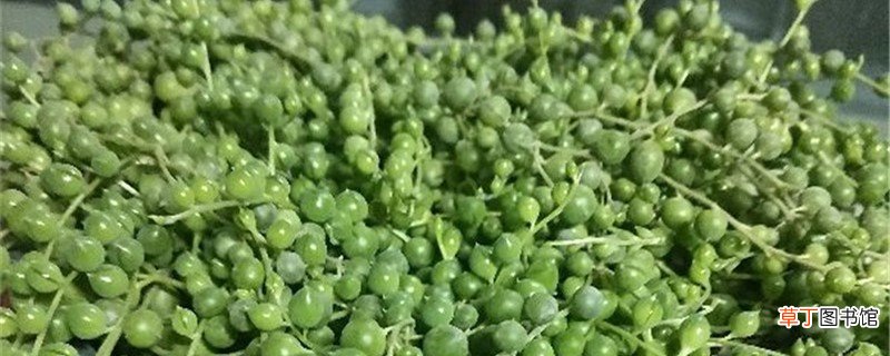 佛珠和情人泪的区别，哪个好养