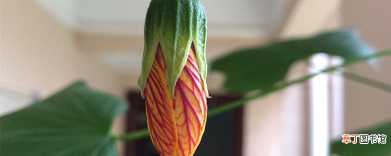 风铃花的养殖方法，风铃花图片