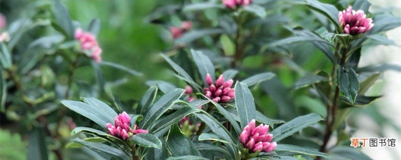 瑞香的花语和寓意,有什么传说故事