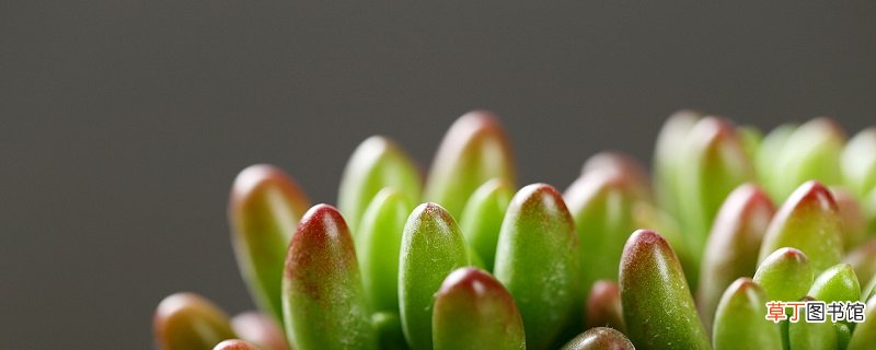 虹之玉锦的养殖方法,掉叶子怎么办