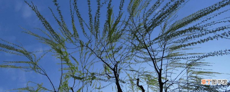 柳芽不能和什么一起吃