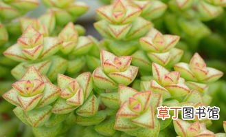 最受欢迎的十大多肉有哪些？