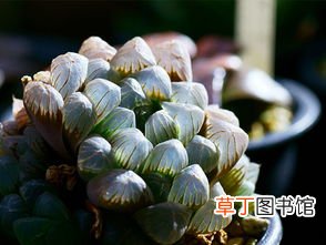 最受欢迎的十大多肉有哪些？