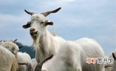 属羊的2021年运势如何 麦玲玲2021年生肖运势属羊