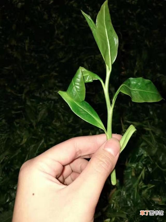 云南晒红与滇红的区别 晒红与滇红详解