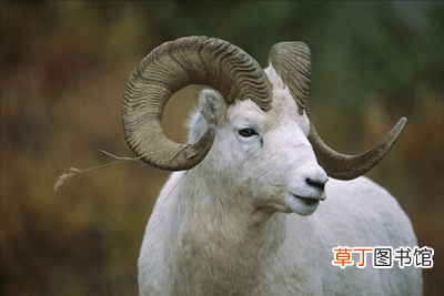 属羊几日出生大富大贵 十羊九苦哪俩月羊最苦
