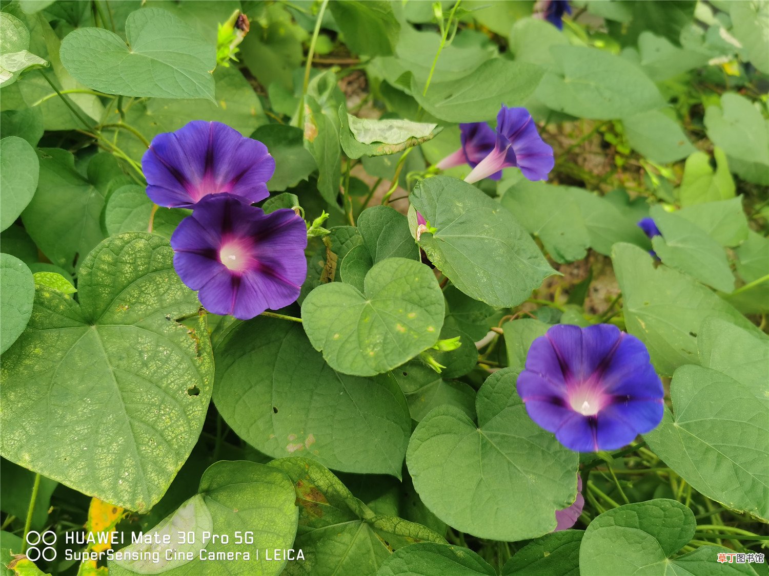 牵牛花靠什么传播种子
