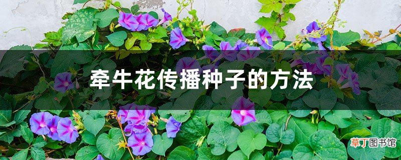牵牛花靠什么传播种子